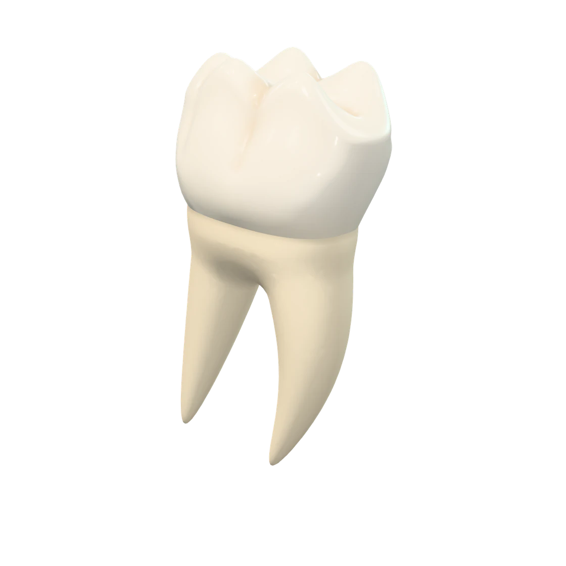 Three-dimensional model of a lower first molar (tooth 46), crown and two roots